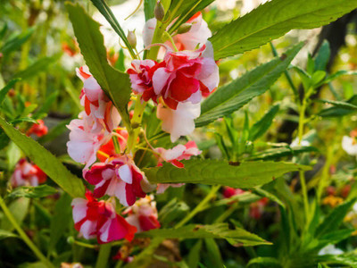 CYBEXIS PAU-96 - Balsam Tom Thumb Flower - (270 Seeds) Seed(270 per packet)