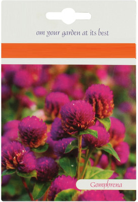 CYBEXIS VXI-36 - Gomphrena Globe Thistle - (60 Seeds) Seed(60 per packet)