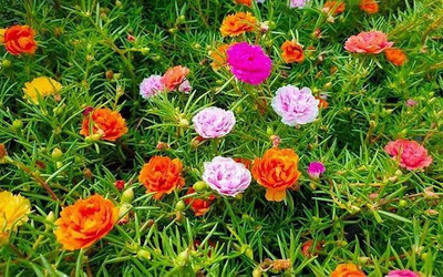 ACCELCROP 11'o Clock Flower Seed(80 per packet)