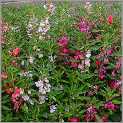 CYBEXIS LXI-5 - Balsam Camellia Mixed Impatiens Balsamina - (30 Seeds) Seed(30 per packet)