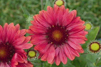CYBEXIS Gaillardia x grandiflora 'Arizona Red Shades',Indian Blanket flowers Seed(1 g)