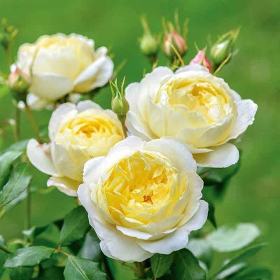 MODERN PLANT Rose Plant(Pack of 1)