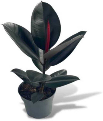 LaughEarth Rubber Tree(Hybrid, Pack of 1)