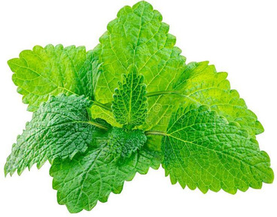 Paudha Balm mint Seed(25 per packet)