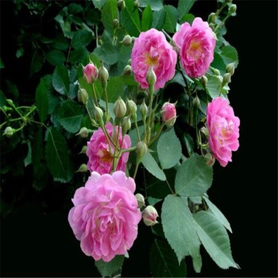 M-Tech Gardens Hybrid Rose Flower Seeds for Growing Seed(20 per packet)