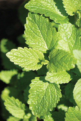 Paudha Balm mint Seed(35 per packet)