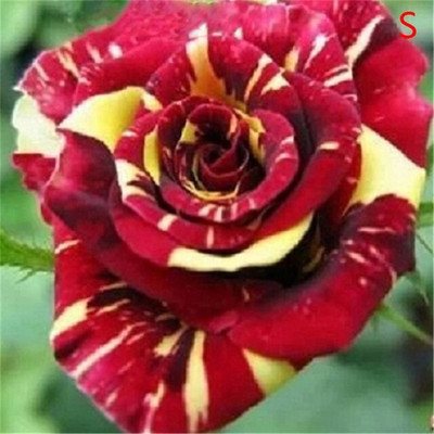 M-Tech Gardens Hybrid Rose Flower Seeds for Growing Seed(20 per packet)