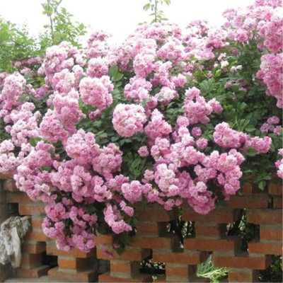 M-Tech Gardens Hybrid Rose Flower Seeds for Growing Seed(20 per packet)