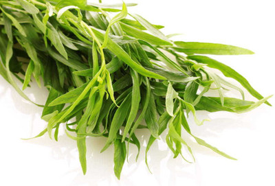 Paudha Terragon Seed(45 per packet)