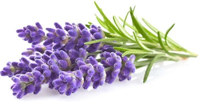 Paudha Lavender Seed(25 per packet)