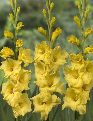 Udanta Gladiolus Lily Best Bulbs & A1 Qualities Set of Yellow 25 Bulbs + 2 Extra Seed(25 per packet)