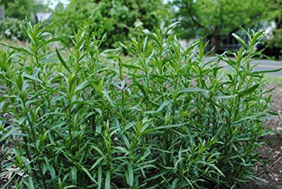 Paudha Terragon Seed(20 per packet)