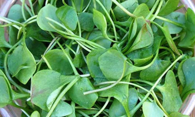 ME Traders Water Cress Seed(45 per packet)