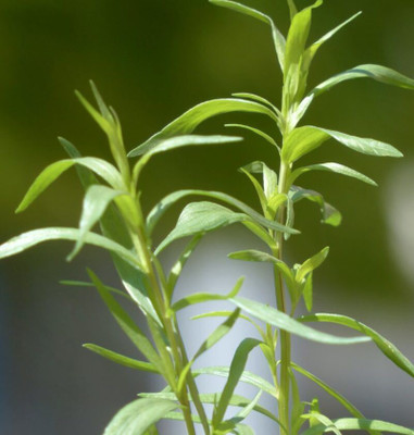 Paudha Terragon Seed(20 per packet)