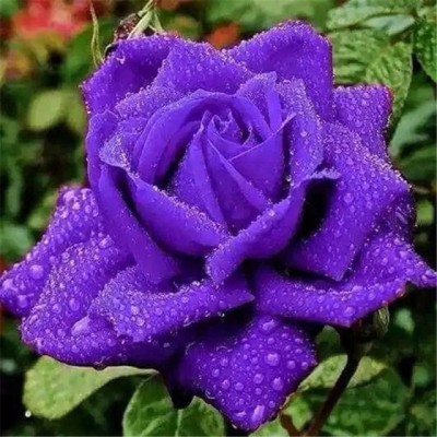 M-Tech Gardens Hybrid Rose Flower Seeds for Growing Seed(20 per packet)