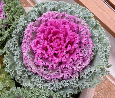 CYBEXIS Ornamental Kale Seed, Viola Mixed Ornamental Cabbage Flower Seed Seed(50 per packet)