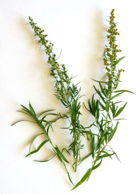 XOLDA Terragon Seed(37 per packet)
