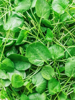 Mozette Hybrid WaterCress Seed(60 per packet)