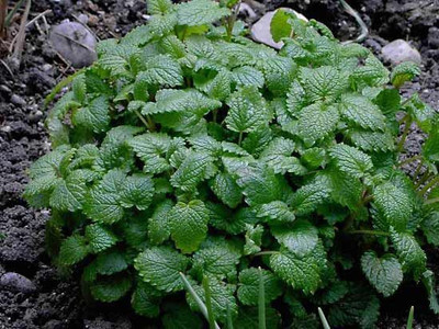 XOLDA Lemon balm Seed(46 per packet)
