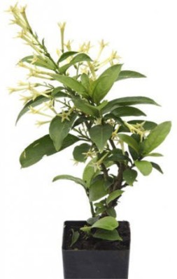 Ukanda Night Bloom Jasmine Plant(Hybrid, Pack of 1)