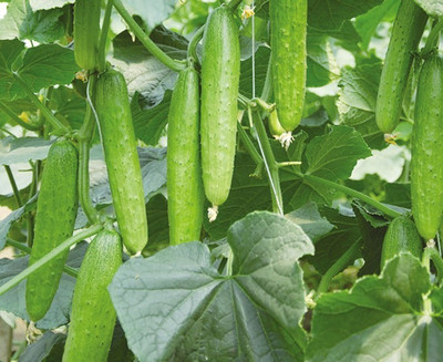 KUSH Cucumber Seeds Seed(30 per packet)