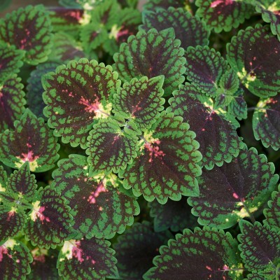 Shivnami Coleus Blumei, Painted Nettle Seed(60 per packet)