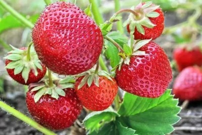 MAA Strawberry, Strawberries Seed(210 per packet)