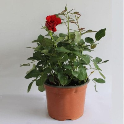 Amazing Gurden Rose Plant(Hybrid, Pack of 1)