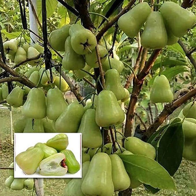 TOPMAHIR Jamun Plant(Hybrid, Pack of 1)
