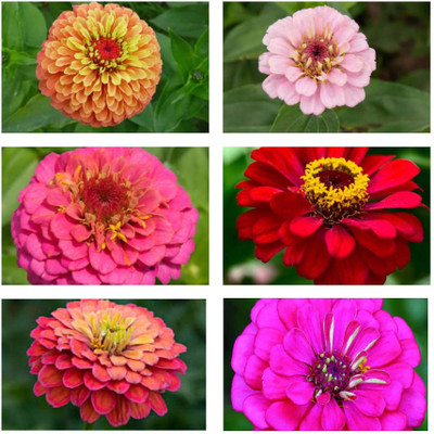 bloomaura Zinnia Seed Seed(25 per packet)