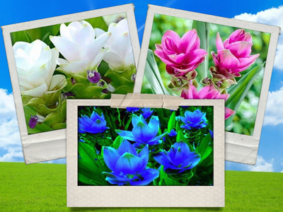Udanta Curcuma Summer Flower Bulbs Multi Color For Your Home Garden ( 10 Each) Seed(10 per packet)