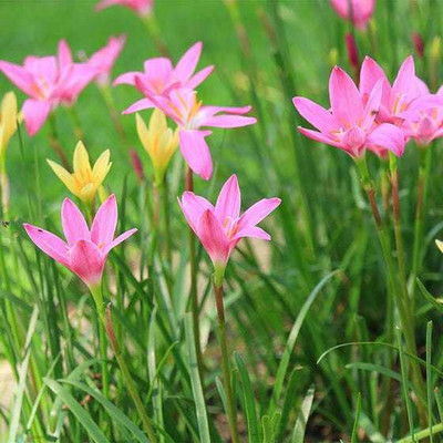 ANKAM Rain Lily Pink Flower Bulbs – Pack Of 10 Seed(5 per packet)