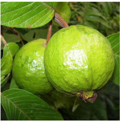 My Dream Nursery Guava Plant(Hybrid, Pack of 1)