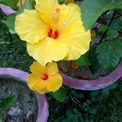 Earth Plant Farm Hibiscus Plant(Hybrid, Pack of 1)