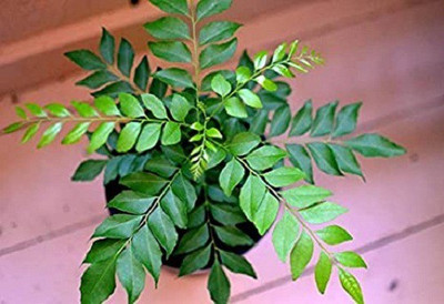 LYRS Curry Leave Sweet Neem Seed For Home Planting - 15 Seed(15 per packet)