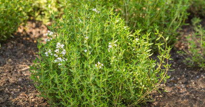Mozette Thyme Herb Seed(12 per packet)