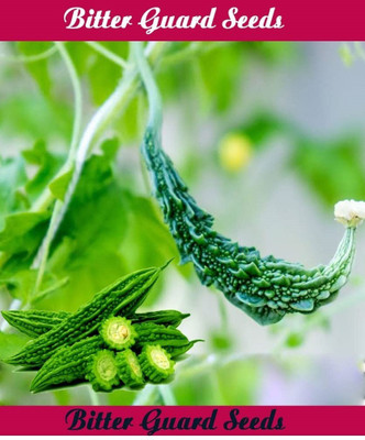 SM Exports Bitter gourd vegetable seeds 14 seeds per pack. Seed(14 per packet)