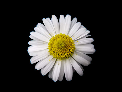 Mozette Daisy White Flower Seed(32 per packet)