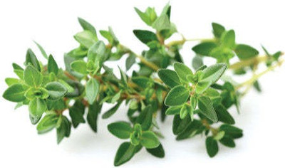 Paudha Thyme Herb Seed(50 per packet)