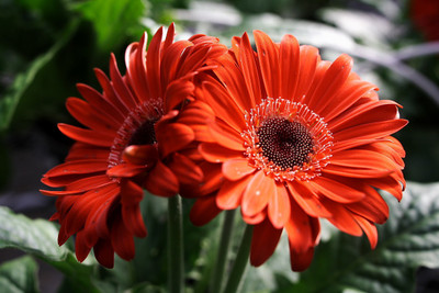 XOLDA Daisy Red Flower Seed(31 per packet)