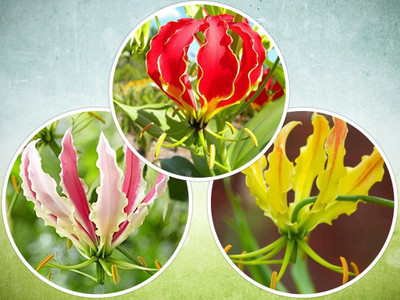 Udanta Gloriosa Flame Lily Flower Bulbs Mesmerizing Multi color [Pack of 42 Bulbs] Seed(42 per packet)