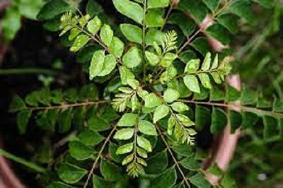 LYRS Curry Leaf Seed For Home Planting - 15 Seed(15 per packet)