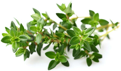 Mozette Thyme Herb Seed(52 per packet)