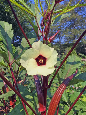 XOLDA Okra Red Seed(43 per packet)