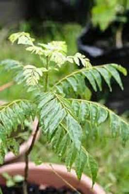 LYRS Original Karipatta Curry Leaf Seed For Home Planting - 15 Seed(15 per packet)