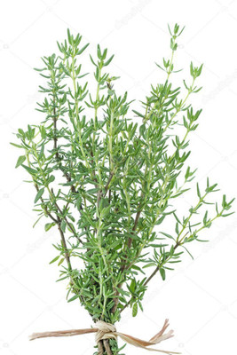 XOLDA Thyme Herb Seed(25 per packet)