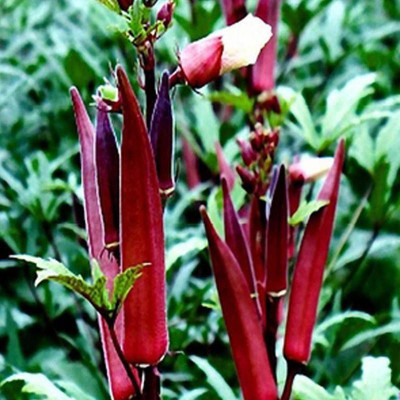 Mozette Hybrid Okra Red Seed(65 per packet)