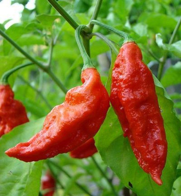 Cloud Farm Chilli Seeds Seed(100 per packet)
