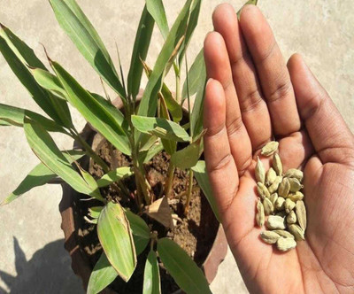 PEEPALSFARM Elaichi/Cardamom Plant(Hybrid, Pack of 1)