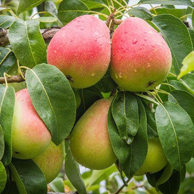 Risenshine Pear Plant(Hybrid, Pack of 1)
